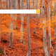 Imagen para el artículo titulado Bing ahora te permite hacer búsquedas con emojis